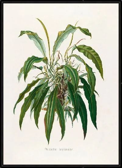 Картина Aroideae Maximilianae Pl.35 (1879)
