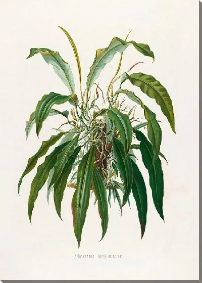 Картина Aroideae Maximilianae Pl.35 (1879)