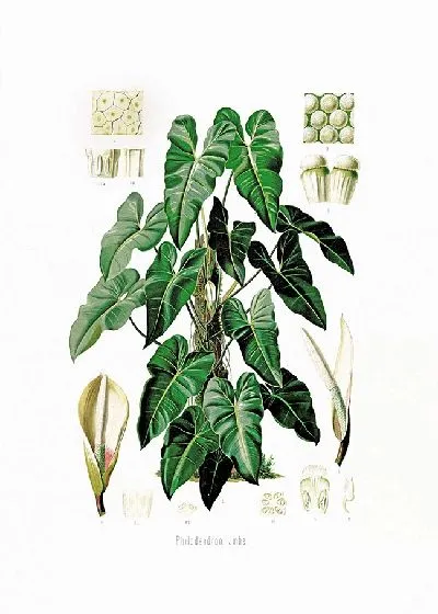 Картина Aroideae Maximilianae Pl.34 (1879)