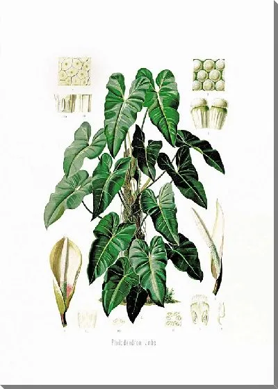 Картина Aroideae Maximilianae Pl.34 (1879)