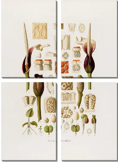 Картина Aroideae Maximilianae Pl.33 (1879)