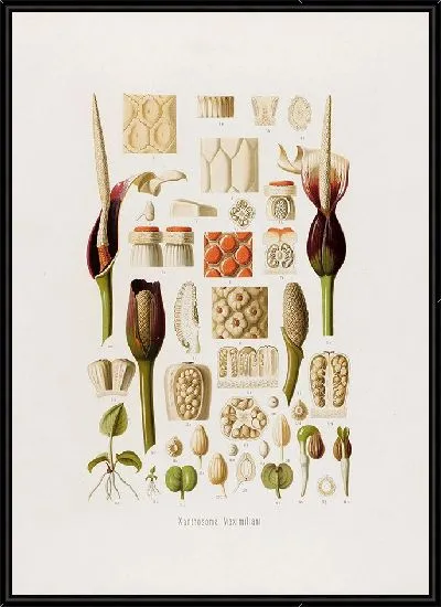 Картина Aroideae Maximilianae Pl.33 (1879)