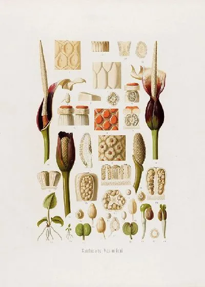 Картина Aroideae Maximilianae Pl.33 (1879)
