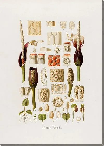 Картина Aroideae Maximilianae Pl.33 (1879)
