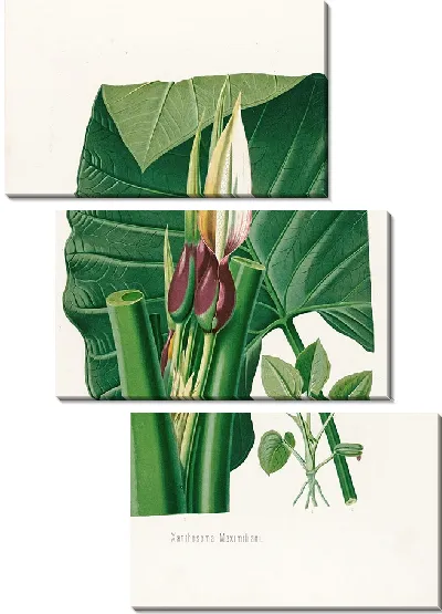 Картина Aroideae Maximilianae Pl.32 (1879)
