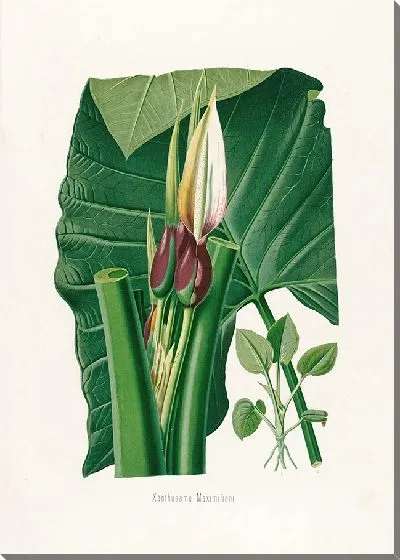 Картина Aroideae Maximilianae Pl.32 (1879)