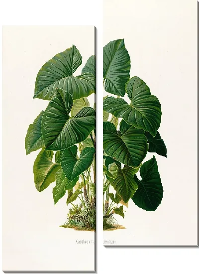 Картина Aroideae Maximilianae Pl.31 (1879)