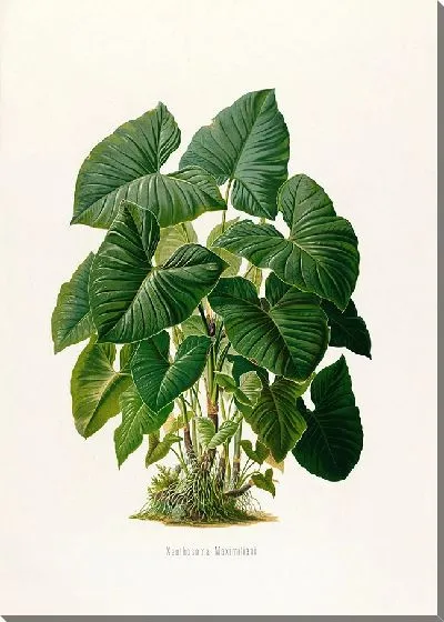 Картина Aroideae Maximilianae Pl.31 (1879)