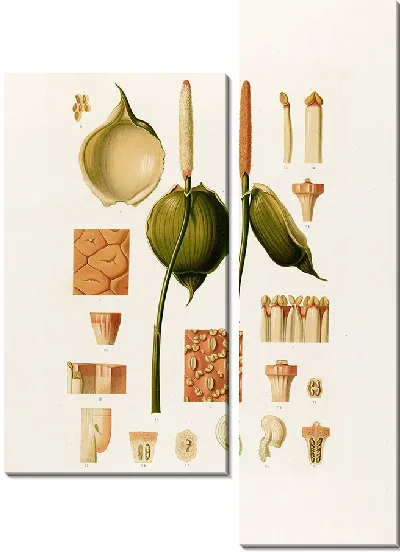 Картина Aroideae Maximilianae Pl.30 (1879)
