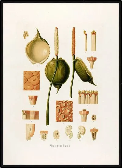 Картина Aroideae Maximilianae Pl.30 (1879)