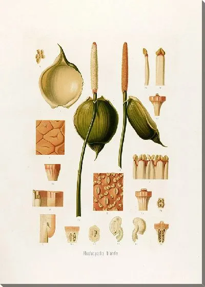 Картина Aroideae Maximilianae Pl.30 (1879)