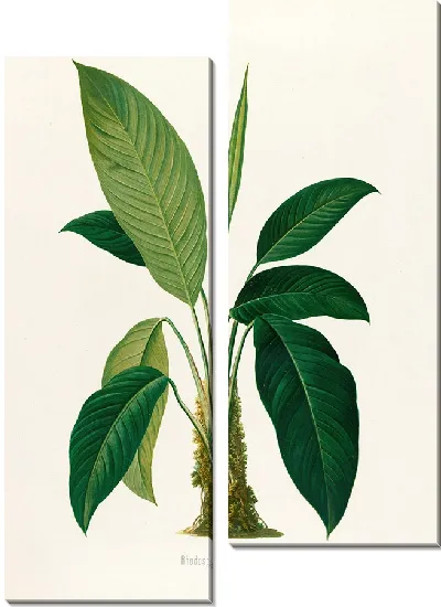 Картина Aroideae Maximilianae Pl.29 (1879)