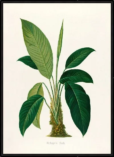 Картина Aroideae Maximilianae Pl.29 (1879)