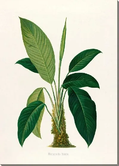 Картина Aroideae Maximilianae Pl.29 (1879)