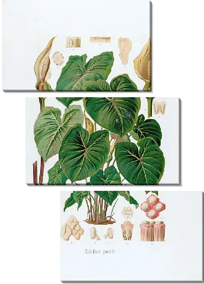 Картина Aroideae Maximilianae Pl.28 (1879)