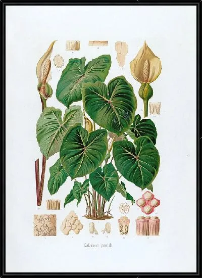 Картина Aroideae Maximilianae Pl.28 (1879)