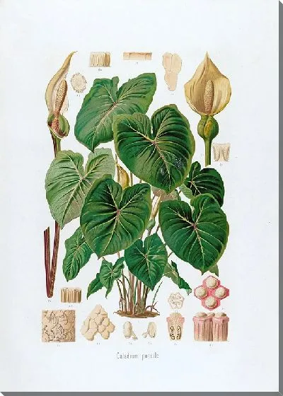 Картина Aroideae Maximilianae Pl.28 (1879)