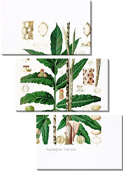 Картина Aroideae Maximilianae Pl.27 (1879)