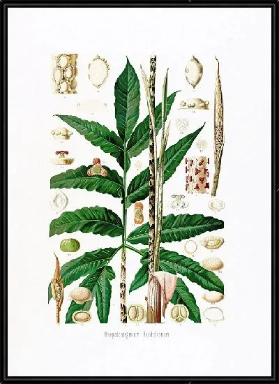 Картина Aroideae Maximilianae Pl.27 (1879)
