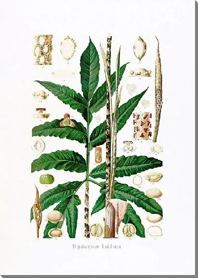 Картина Aroideae Maximilianae Pl.27 (1879)