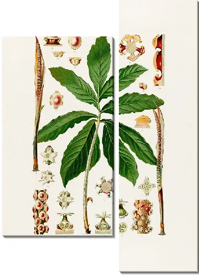Картина Aroideae Maximilianae Pl.26 (1879)