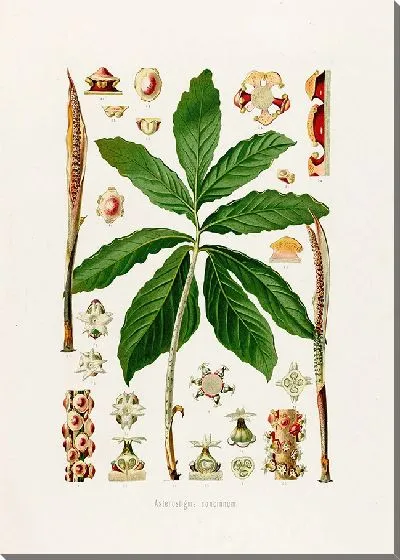 Картина Aroideae Maximilianae Pl.26 (1879)