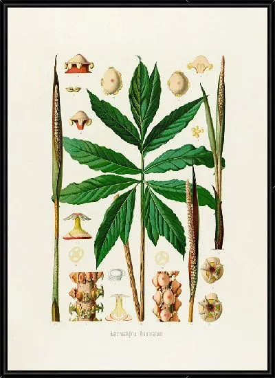 Картина Aroideae Maximilianae Pl.25 (1879)