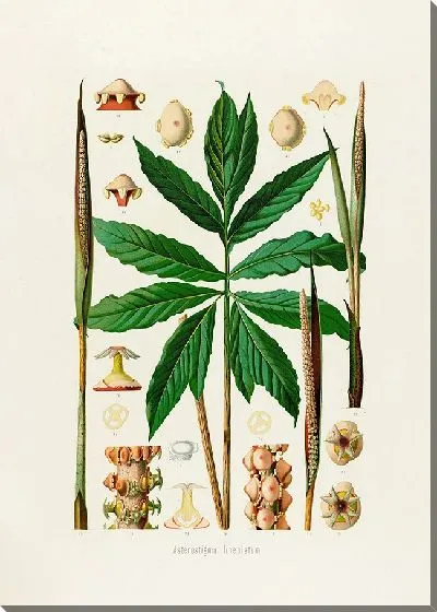 Картина Aroideae Maximilianae Pl.25 (1879)