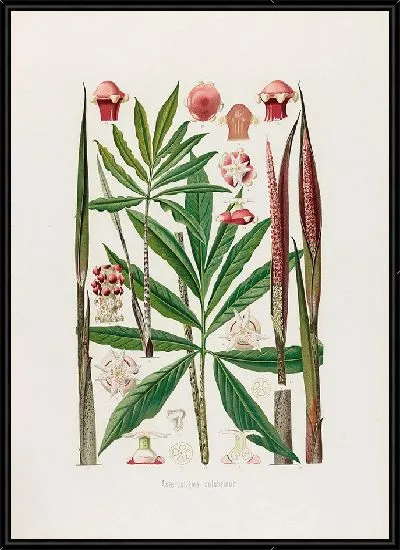 Картина Aroideae Maximilianae Pl.24 (1879)