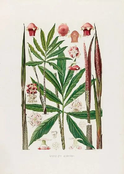 Картина Aroideae Maximilianae Pl.24 (1879)