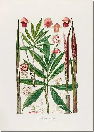 Картина Aroideae Maximilianae Pl.24 (1879)