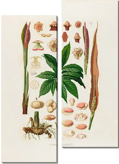 Картина Aroideae Maximilianae Pl.23 (1879)