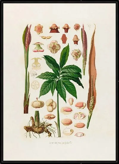 Картина Aroideae Maximilianae Pl.23 (1879)