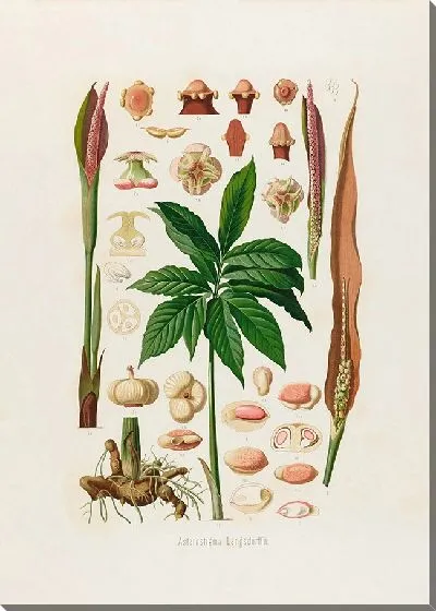 Картина Aroideae Maximilianae Pl.23 (1879)