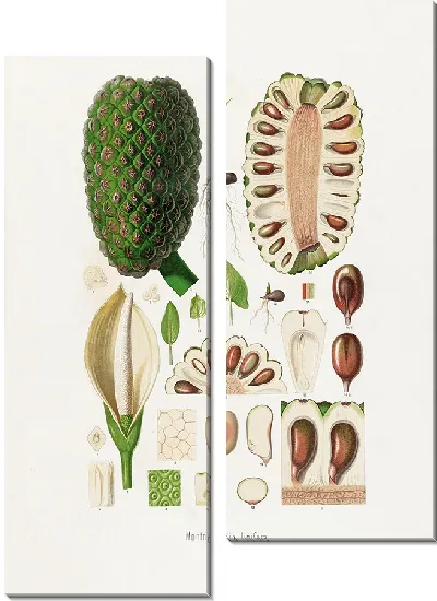 Картина Aroideae Maximilianae Pl.22 (1879)