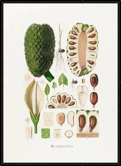 Картина Aroideae Maximilianae Pl.22 (1879)