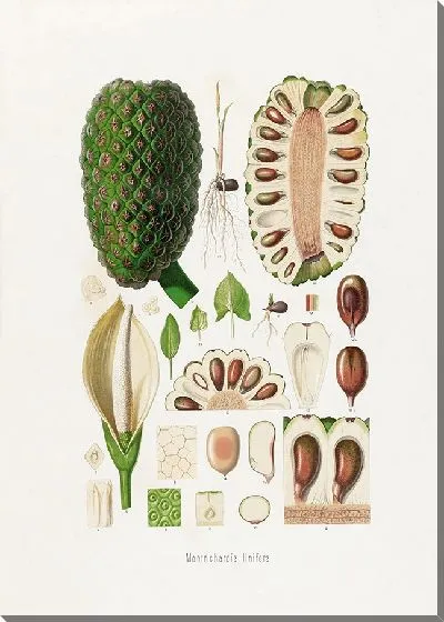 Картина Aroideae Maximilianae Pl.22 (1879)
