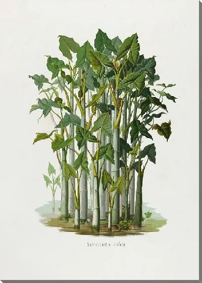 Картина Aroideae Maximilianae Pl.21 (1879)