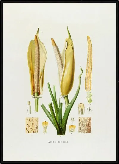 Картина Aroideae Maximilianae Pl.20 (1879)