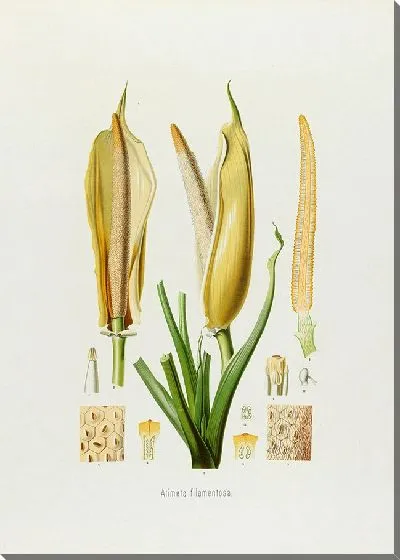 Картина Aroideae Maximilianae Pl.20 (1879)