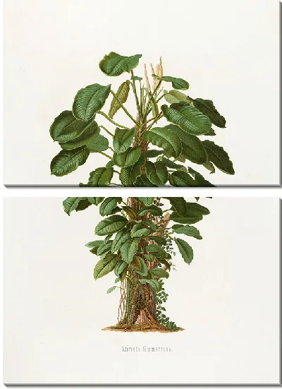Картина Aroideae Maximilianae Pl.19 (1879)