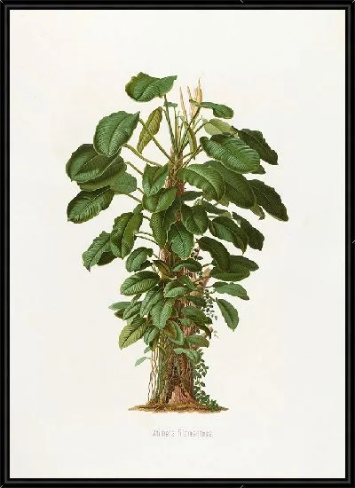 Картина Aroideae Maximilianae Pl.19 (1879)