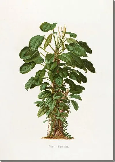 Картина Aroideae Maximilianae Pl.19 (1879)