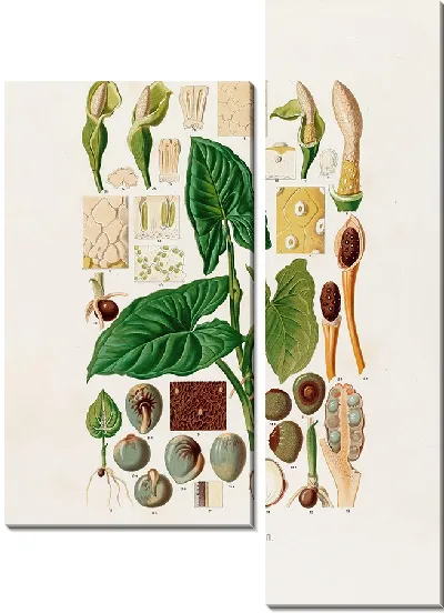 Картина Aroideae Maximilianae Pl.18 (1879)