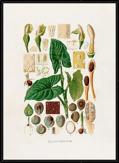 Картина Aroideae Maximilianae Pl.18 (1879)