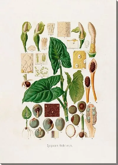 Картина Aroideae Maximilianae Pl.18 (1879)