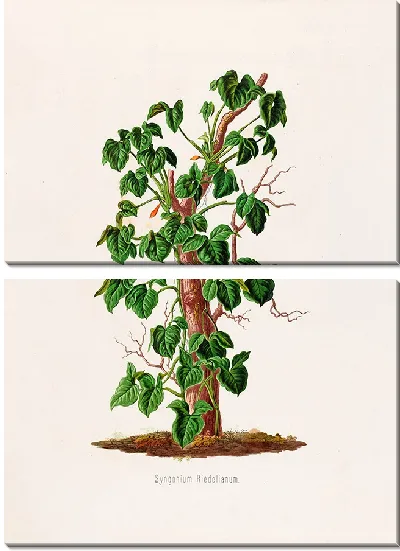 Картина Aroideae Maximilianae Pl.17 (1879)