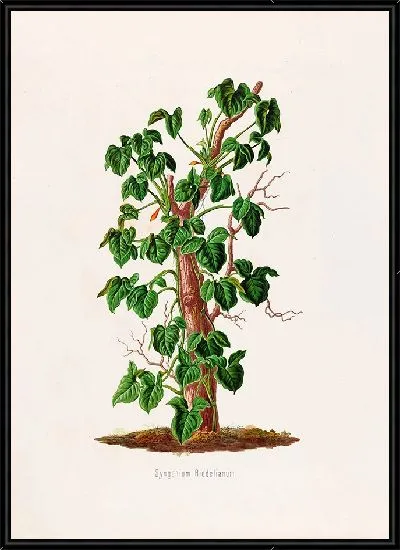 Картина Aroideae Maximilianae Pl.17 (1879)