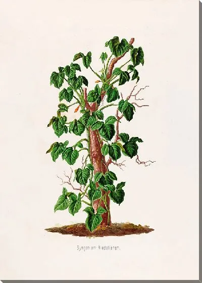 Картина Aroideae Maximilianae Pl.17 (1879)