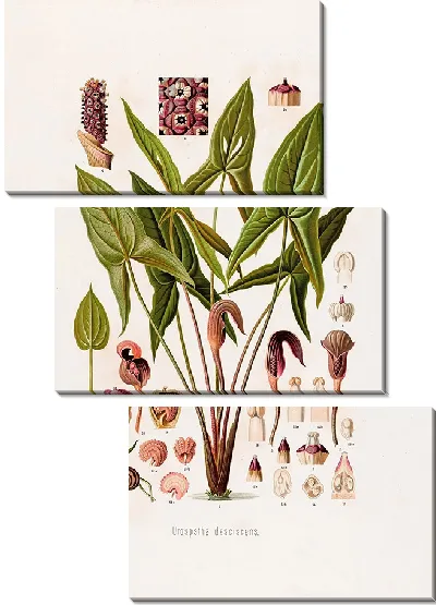 Картина Aroideae Maximilianae Pl.16 (1879)